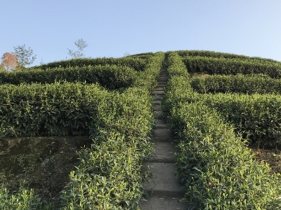 茶叶种子多少钱一斤，茶叶种子的价格