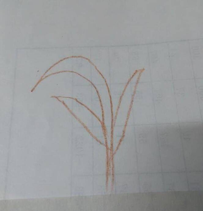芦苇画法