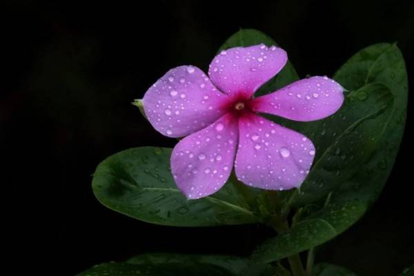 长春花花语和寓意
