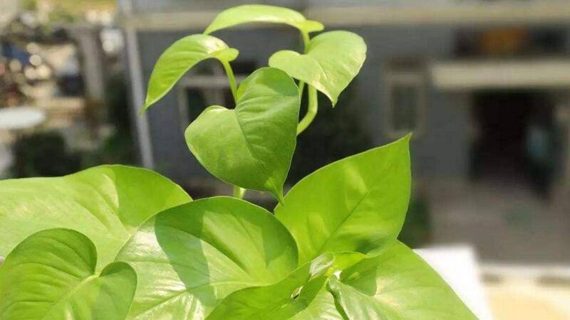 净化空气的植物有哪些