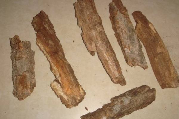 柳树皮养花怎么处理
