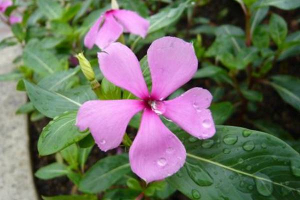 垂吊长春花的养殖方法