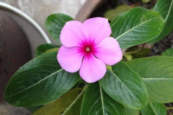 垂吊长春花的养殖方法