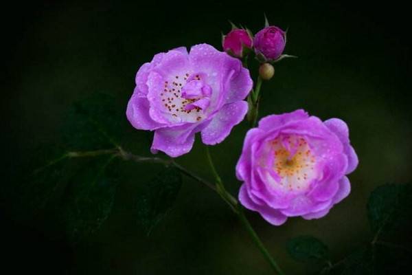 蔷薇花和月季花的区别