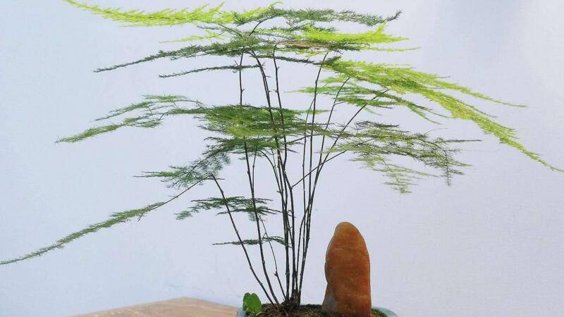 文竹怎么修剪
