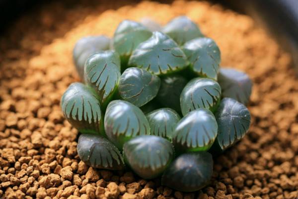 樱水晶和玉露的区别