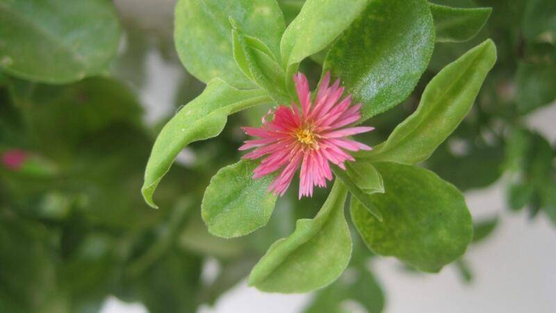 牡丹吊兰什么时候开花
