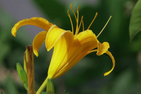 黄花菜有毒吗