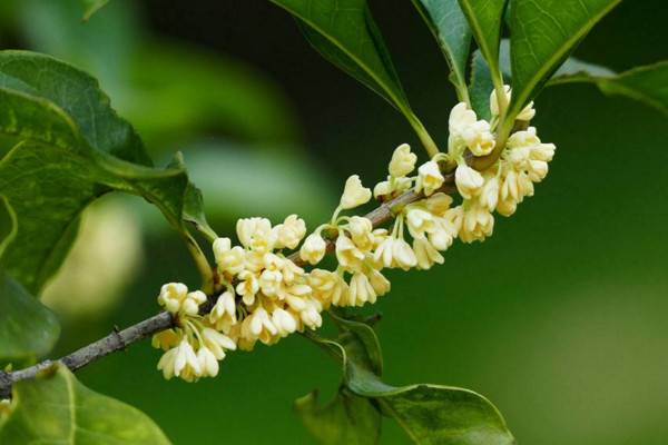 桂花夏天怎么养