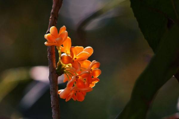 桂花怎么换盆