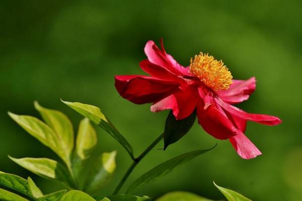 芍药叶子卷怎么回事