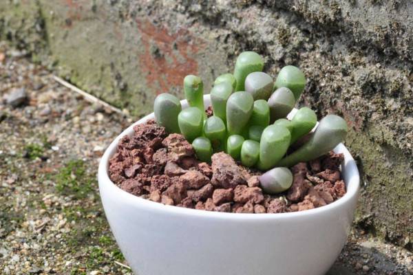 多肉植物怎么养护