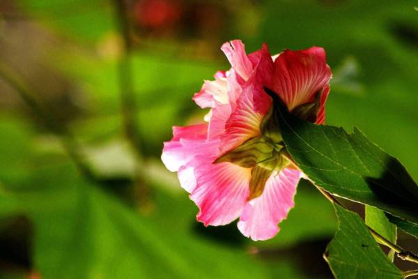 芙蓉花花语