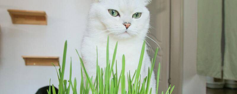 猫草是薄荷吗