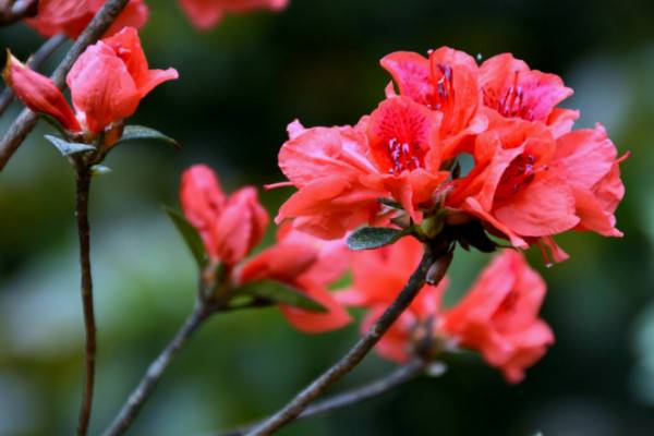 杜鹃花开花后怎么修剪，剪掉残花和烂枝