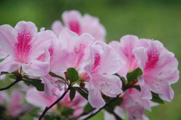 杜鹃花开花后怎么修剪，剪掉残花和烂枝