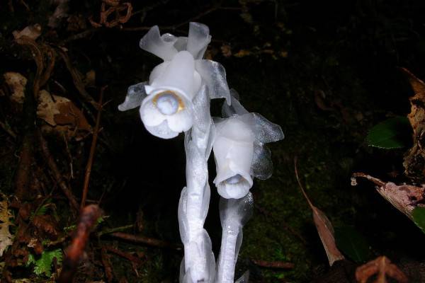世界上最高贵神秘的花，优昙婆罗花象征佛陀出世