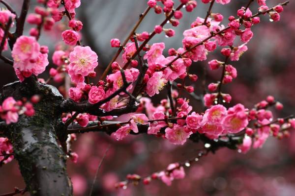 二月什么花开，梅花/腊梅花/迎春花/玉兰花/山茶花等