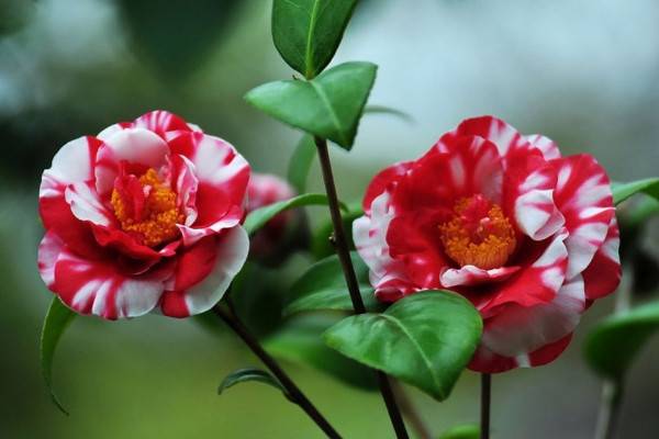 二月什么花开，梅花/腊梅花/迎春花/玉兰花/山茶花等
