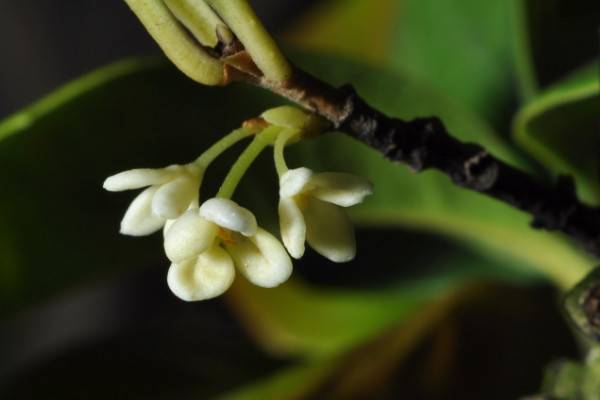 桂花嫁接最佳时间，春季3~6月份嫁接最佳