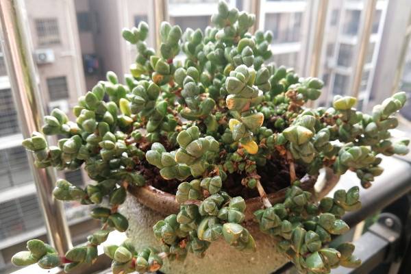 多肉缀化是什么意思，人工干预培养的变异植株