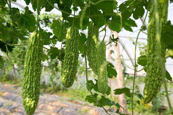苦瓜种植技术，保障光温水肥的滋养(搭建生长爬架)