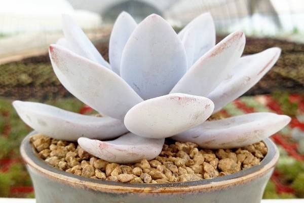 多肉植物雪莲怎么养，5~25℃的环境内都能存活