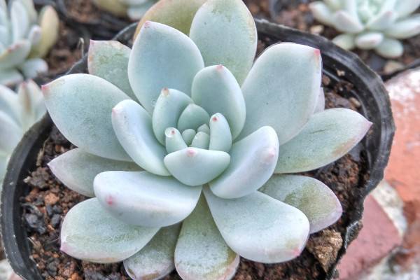 多肉植物雪莲怎么养，5~25℃的环境内都能存活