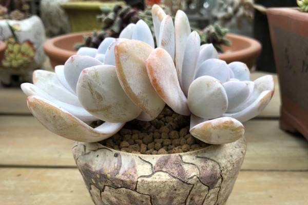多肉植物雪莲怎么养，5~25℃的环境内都能存活