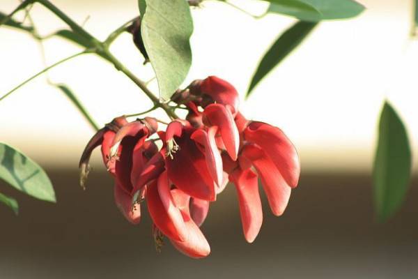 刺桐花什么时候开花，花期时间在12月到次年3月