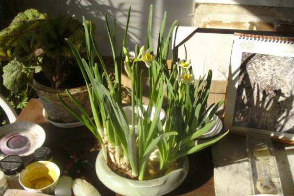 水仙花开败后怎么处理，四个方法处理水仙花