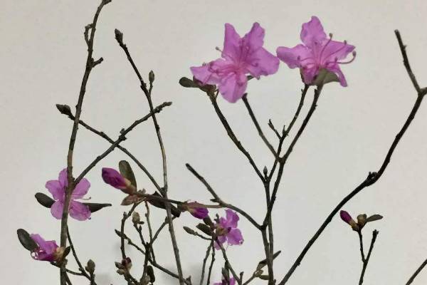 干枝杜鹃花怎么养
