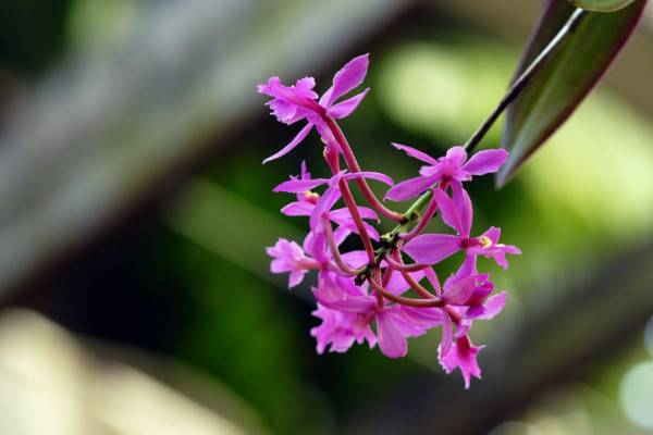 花中君子是哪四种花