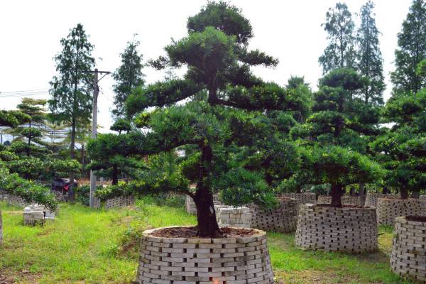 适合庭院种植的树