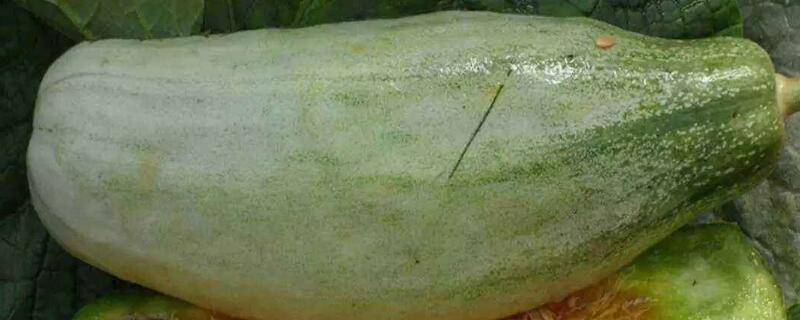 羊角蜜几月份成熟