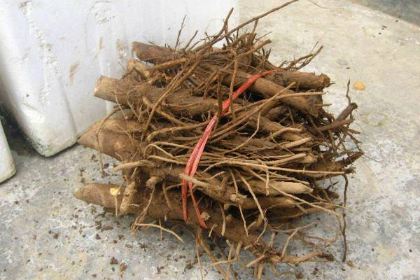 芍药根块带芽种植方法