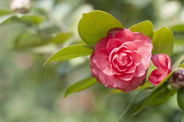 五色赤丹茶花养殖方法