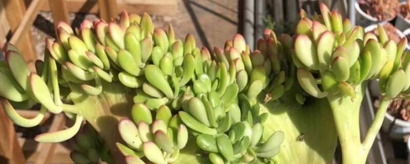 达摩宝珠多肉叶黄了