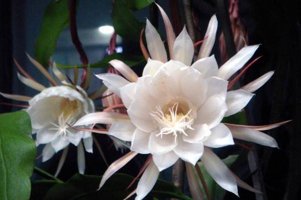 怎样防止昙花花苞掉落