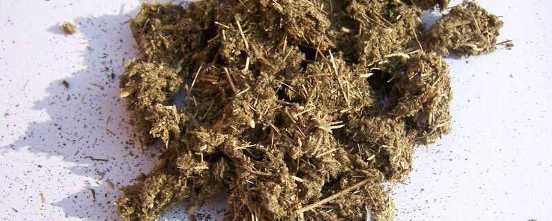 艾灰可以放花盆养花吗