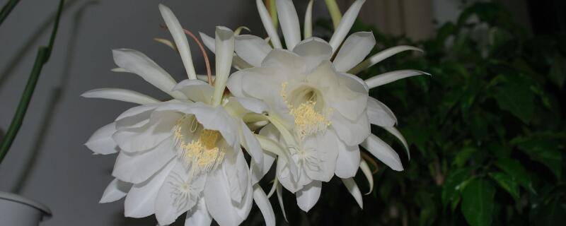 昙花叶子太长怎么修剪