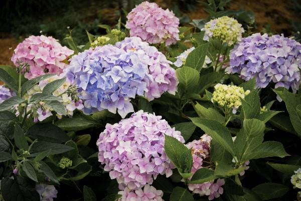 无尽夏和绣球花的区别