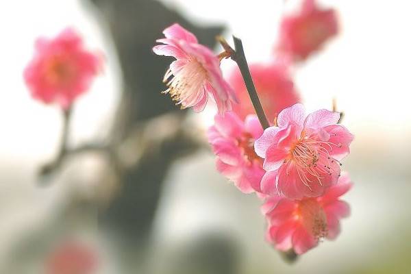 梅花的寓意和象征，代表五福象征坚韧不拔的精神