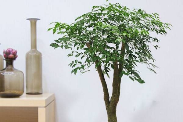 幸福树几天浇一次水，一般情况可7~10天浇水一次