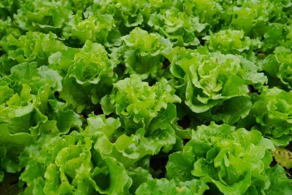 生菜种植时间和方法，每年10~12月份种植最佳