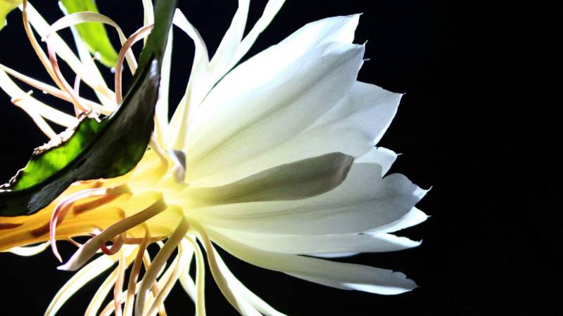 昙花为什么只长叶子