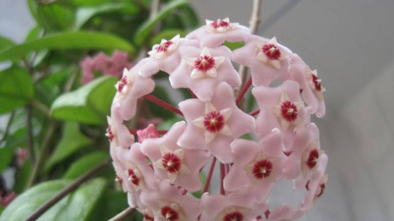 球兰花有毒吗