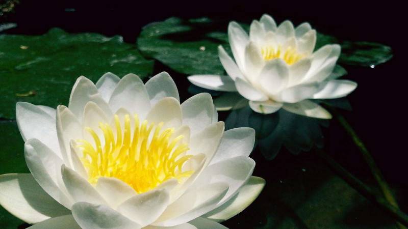 莲花几月开