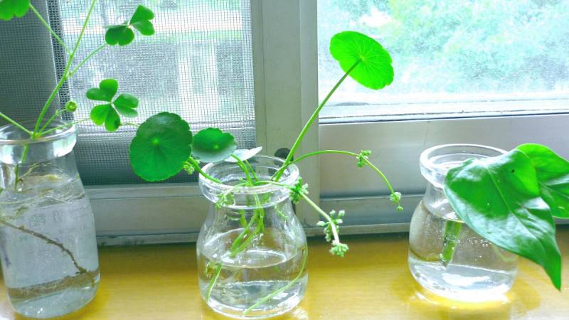 适合室内养的水生植物