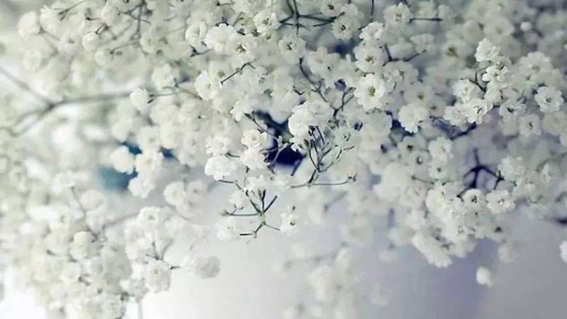 满天星送恋人可以吗
